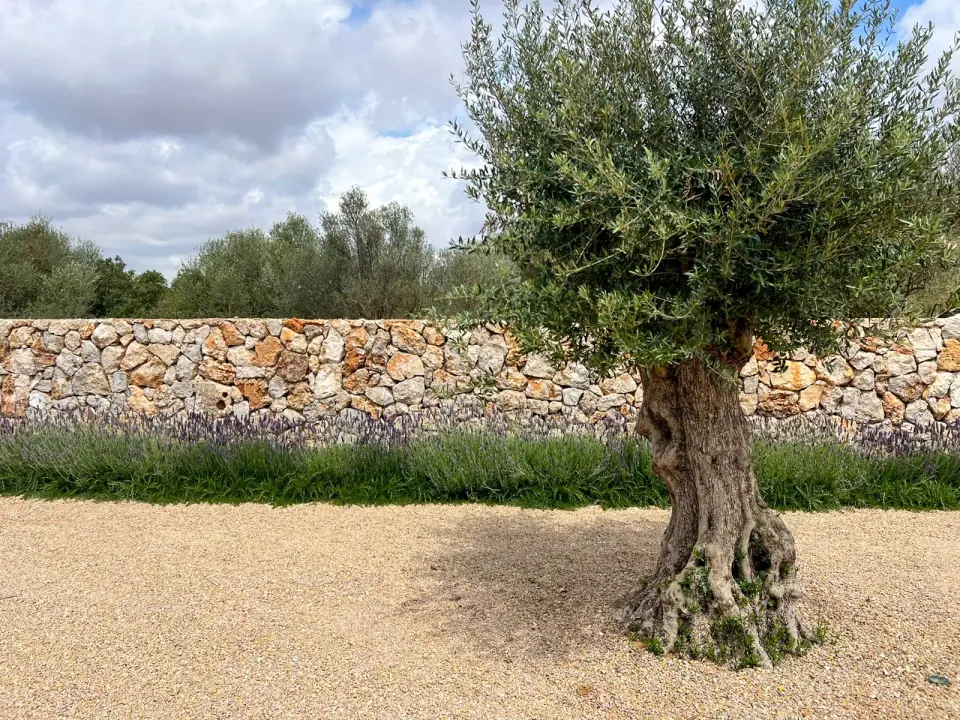Olivo junto a un muro de piedra en el jardín de Son Salom, Santanyí